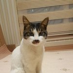 (입양홍보글) 애교 많고 사람 손길 좋아하는 양이의 평생 집사가...