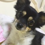 막내길냥이 덕구왔어요!