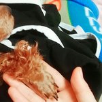 [EXO] 울강아지손 조카 <b>해골</b>손