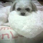 [고양이] 351일째 <b>육아</b>육묘