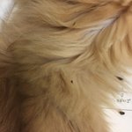 [댓글부탁해] 냥이가 이런거 붙여오는데 <b>벼룩</b>인가..?