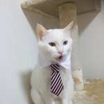 [고양이] <b>야야</b>의 슈트 정장