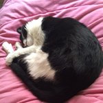 [고양이] 매력냥 흥국이 보고가세용ㅋㅋ