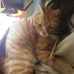 [고양이] 우리첫째 무릎냥이 성공입니다ㅋㅋ
