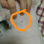 [강아지] 강아지 <b>몸</b>에 난거 뭔가요?