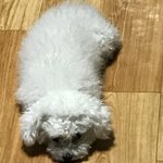 [EXO] 우리집개21) 졸<b>라리</b> 오랜만 오늘 사진 귀여움