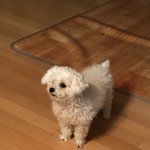 [EXO] 우리집개22) 좀 <b>자주</b> 찍었다