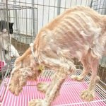 [동행세상] 코카 <b>임보처</b> 급하게 구합니다.