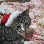 [고양이]  원치않던 <b>집사</b>가되었습니다 04