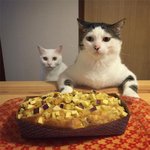 <b>집사들</b> 밥상 감시하는 두 냥이들