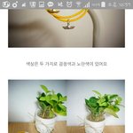 ###지수 생일 조공 '팔찌' 투표###(+24일 <b>불판</b>일정 공지)