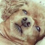 [드루와] 급 이마트 식품<b>코너</b> 털이 하고싶어졌다