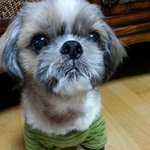 16년째 <b>내사</b>랑 개똘이