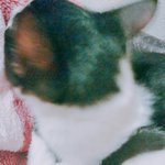 고양이 <b>분양</b>받앗는데