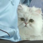 [EXO] 고양이주제에 <b>옆구리</b>를 ㅂㄷ