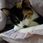 [고양이] <b>이불</b>밖은 위험해
