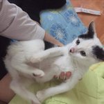 [EXO] 내고양이당