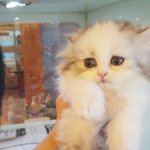 사랑스러운 돌쁠라스아이를 소개합니다~
