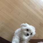 [EXO] 우리집개) 2-3일에 1 <b>푸름</b> 10-11시 사이임