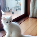 [고양이] 저희집<b>주인님</b>이애오 사진많아옇ㅎㅎ