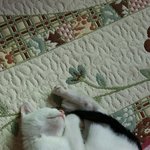 막내 길냥이 덕구 3