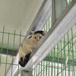 구름이의 <b>상처</b>를 사랑으로 보듬어주실 가족을 찾습니다..