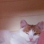 호기심이 많은 귀여운 고양이 초이의 가족이 되어주세요!!