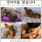 [강아지] <b>인천</b> 구월동)도와주세요 강아지를 잃어버렸습니다ㅠㅠ
