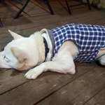 <b>형아</b>누나들 루돌이 왔어요 힛