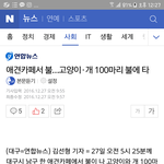 [꼭봐주세요] 대구애견카페 <b>화재</b>