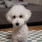 [강아지] 저희집 <b>천사</b>새끼를 소개합니다.