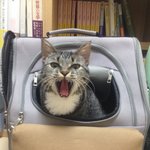 [퐁타네] <b>하품</b>쟁이 모모