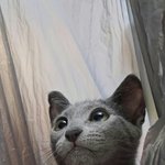 [고양이]내 맘대로 <b>재야</b>의 모델냥