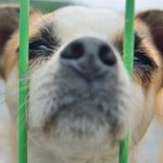 평생을 학대받고, 주인의 죽음까지 겪은 <b>영호</b>..  희망을 모아주세요.