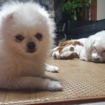 [코코토끼] 코코 와 토끼 _ 토끼의 꿈 편
