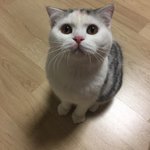 [고양이] <b>로로</b> 일상 파파라치 12탄