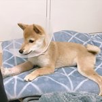 [강아지] 시월이가 돌아왔어요~~><