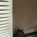 [고양이] (수도권)후추는 거대한 <b>물통</b>아저씨에게 헤드락당하는 크리스마스의...