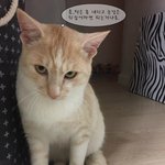 (수도권)고양이는 보는 거지요~ 예쁜 <b>크림색</b> 코트를 입은 크리미의...