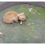 되었어요. 깨발랄 꾸러기가 된 올치즈 <b>제리</b>의 가족을 기다립니다.