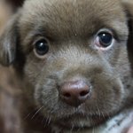 [강아지] <b>역변</b>한 우리 곰돌이 4탄