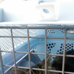 [고양이루키] 저희집 터줏대감님 소개합니다 [<b>Feat</b>.1탄]