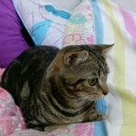 [고양이루키] 저희집 터줏<b>대감</b>님 소개합니다 [2탄]