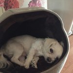 [19] <b>하악</b>