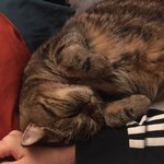 [고양이] <b>집사</b>님들 너무 힘들어요 도와주세요