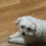 [EXO] 우리집개26) 푸름이는 상태 갠타는데 난 아픔 <b>견주</b> 개부실