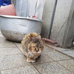 [<b>동행</b>세상] 구내염으로 구조된 길냥이 지짐이.