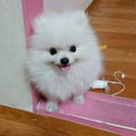 [강아지] 귀여운 포메라니안 우리집막내 "산타"를소개합니다