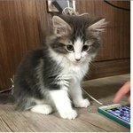 [EXO] 시우민고양이 탄이로 <b>의심</b>되는 증거뜸