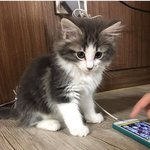[시우민] (시우민) <b>민석</b>이 고양이
